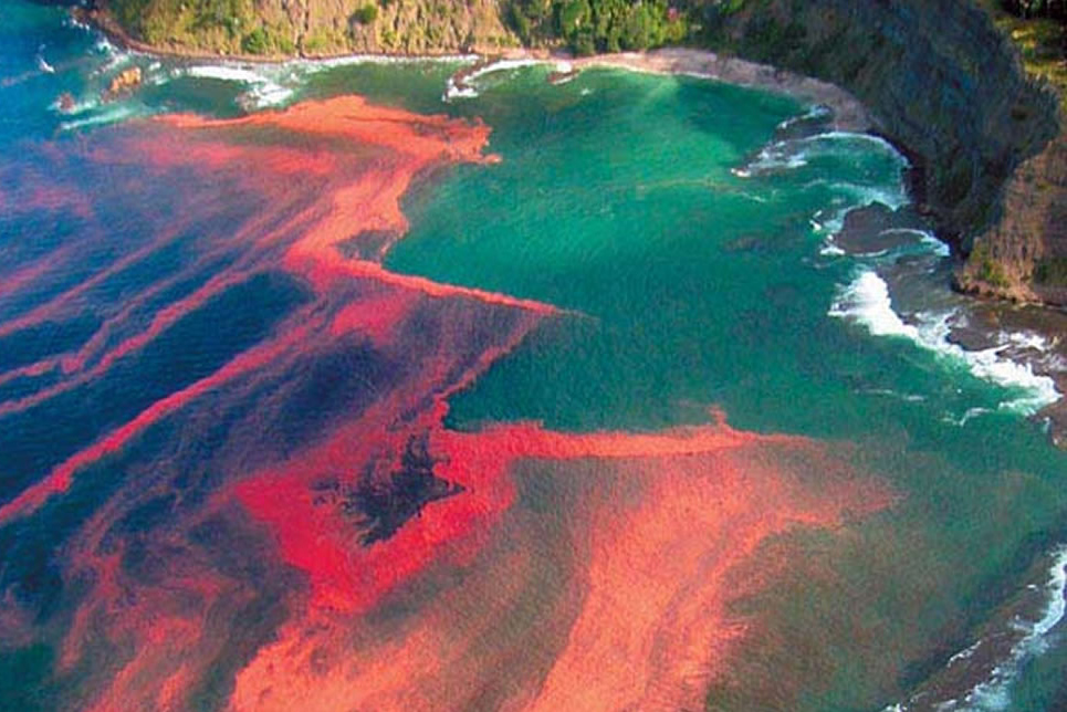 Large amounts of algae blooms turn the tide red in the South Pacific.