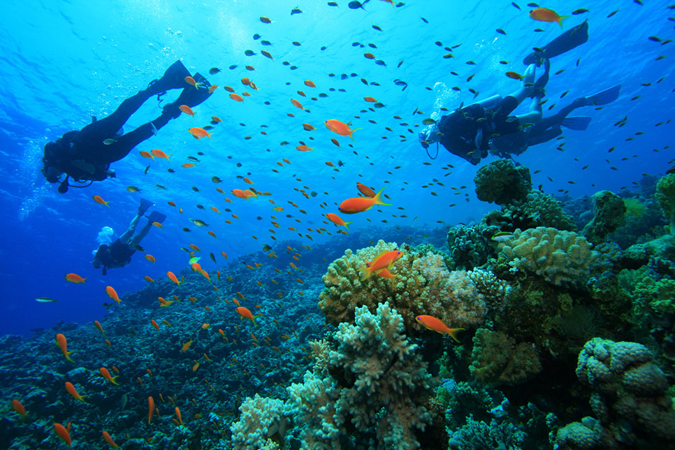 Marine conservation diving holiday